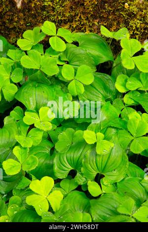 Wild Lily Of The Valley (Maianthemum Canadensis) mit Oxalis entlang Mücke Creek Trail, Clatsop State Forest, Oregon Stockfoto