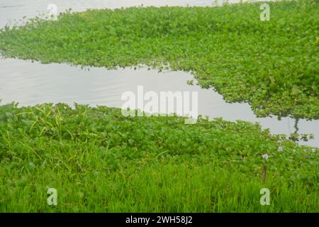 Szene ein Feld mit Gemüse und einige Pflanzen auch Reis. Sehr breit, so weit das Auge die Pflanzen sehen kann. Befindet sich in Wonosobo, Indonesien. Kein Peop Stockfoto