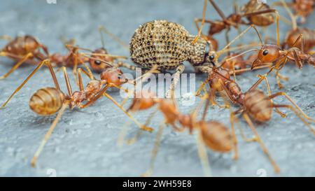 Das rote Ameisen-Team bewegt die Beute, rote Ameisen ist Teamarbeit, selektiver Fokus. Stockfoto