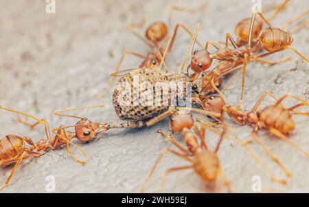 Das rote Ameisen-Team bewegt die Beute, rote Ameisen ist Teamarbeit, selektiver Fokus. Stockfoto