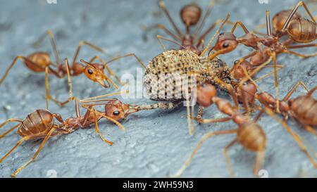 Das rote Ameisen-Team bewegt die Beute, rote Ameisen ist Teamarbeit, selektiver Fokus. Stockfoto