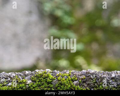 Naturhintergrund unscharf. Nahaufnahme grünes feuchtes Holz Flora Moos bedeckte Felsen. Kann als Raum für Schreiben, Text, Bilder und andere verwendet werden. Stockfoto