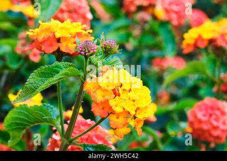 Eine Nahaufnahme von gemeiner Lantana, Lantana Camara, mit gelben und orangen Blüten und rosa Knospen, einer blühenden Pflanze aus der Familie der Eisenkraut. Stockfoto