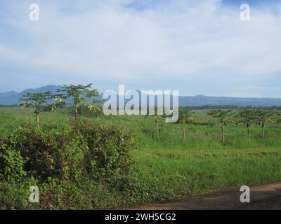 Foto einer Ananasplantage mit Mount Capistrano im Hintergrund in Malaybalay, Bukidnon, Philippinen. Stockfoto