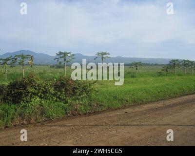 Foto einer Ananasplantage mit Mount Capistrano im Hintergrund in Malaybalay, Bukidnon, Philippinen. Stockfoto