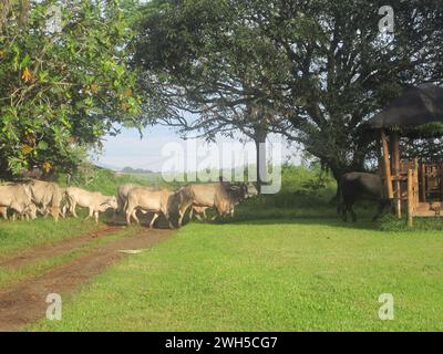 Foto einer Herde Brahman Bullen Brahma Kuh in Ananasplantage mit Mount Capistrano im Hintergrund in Malaybalay, Bukidnon, Philippinen. Stockfoto