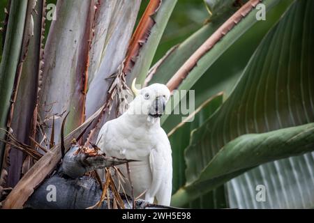 australischer Kakadu mit weißem Schwefelkäppchen, cacatua galleria, thront in einer Riesenvogel-Paradies-Pflanze, die vom Blumenkopf isst, Australien, 2024 Stockfoto