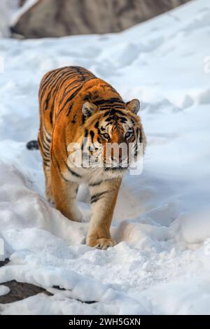 Großaufnahme erwachsener Tiger in kalter Zeit. Tigerschnee in wilder Winterlandschaft. Action-Wildlife-Szene mit gefährlichem Tier Stockfoto