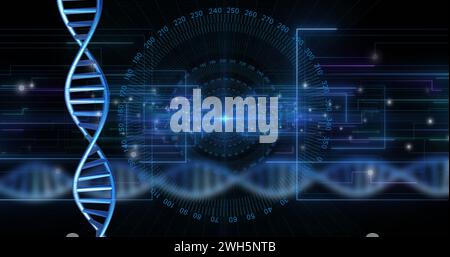Bild des dna-Strangs, der sich mit Datenverarbeitung über schwarzem Hintergrund dreht Stockfoto