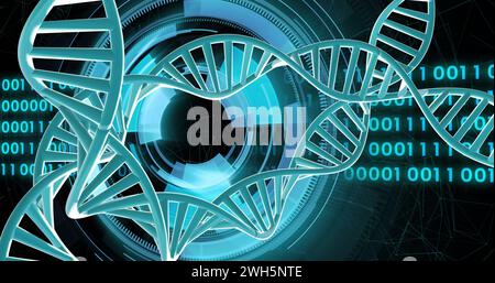Bild von dna-Strängen, die sich mit Datenverarbeitung mit binärer Kodierung über schwarzem Hintergrund drehen Stockfoto