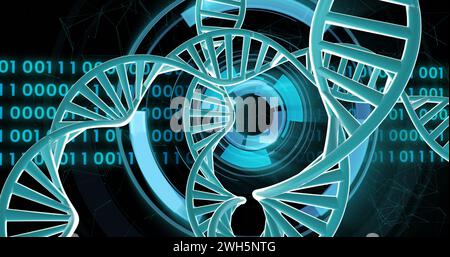 Bild von dna-Strängen, die sich mit Datenverarbeitung mit binärer Kodierung über schwarzem Hintergrund drehen Stockfoto