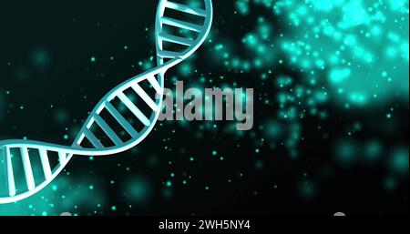 Bild von dna-Strängen, die sich mit leuchtenden Lichtflecken über schwarzem Hintergrund drehen Stockfoto