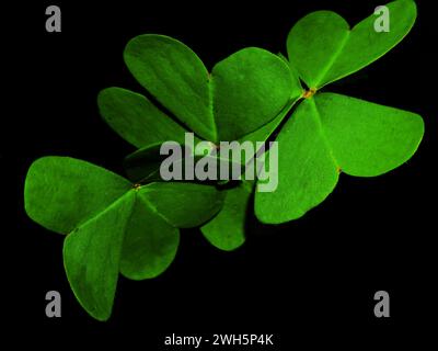 Clover' Leaves Nahaufnahme Stockfoto