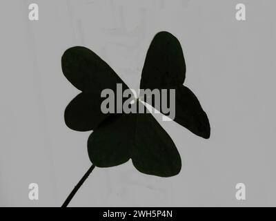 Clover's Leaves Nahaufnahme Stockfoto