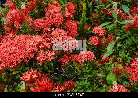 Ixora chinensis lebt von schönen roten Blumen Stockfoto