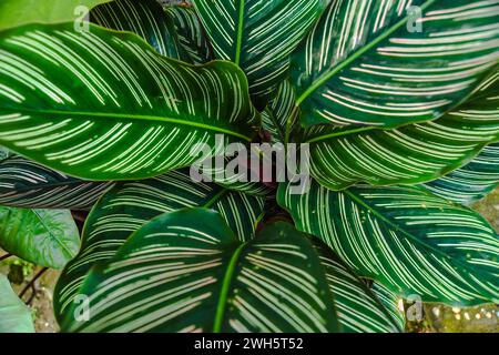 Calathea ornata ist eine wunderschöne und einzigartige Zierpflanze mit attraktiven Blättern. Stockfoto