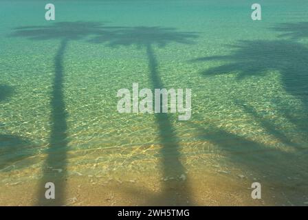 Die Palmenschatten auf der thailändischen Insel Koh Kut. Stockfoto