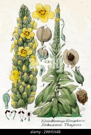 Verbascum thapsus Verbascum thapsus, (Botanik-Buch, 1850), Kleinblütige Königskerze Stockfoto