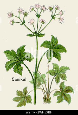 Sanicle Sanicula europaea, (Botanik-Buch, 1908), Wald-Sanikel Stockfoto