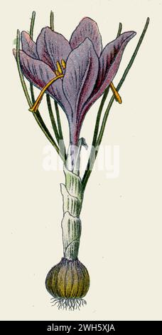 niederländischer Crocus Crocus vernus, (Botanik-Buch, 1925), Frühlings-Krokus Stockfoto
