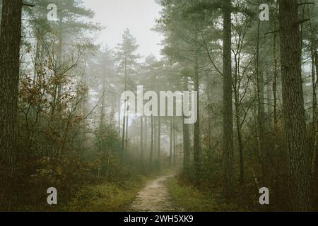 Ein nebeliger Waldweg, umgeben von Bäumen Stockfoto