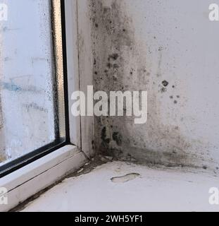 Schimmel in der Ecke des nassen Fensters und auf der Fensterbank Stockfoto