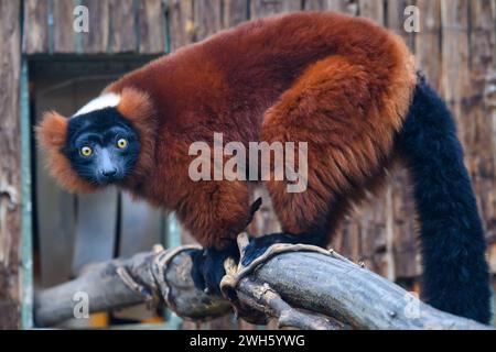 Magdeburg, Deutschland. Februar 2024. Ein roter Lemur sitzt auf einem Zweig im Magdeburger Zoo. Der Lemur ist erst seit wenigen Tagen im Magdeburger Zoo und kann von Zoobesuchern im begehbaren Gehege beobachtet werden. Derzeit wird dort eine Lemurenkolonie errichtet, die aus vier Ringschwanzlemuren, zwei schwarzen und weißen varis und vier roten varis bestehen wird. Quelle: Klaus-Dietmar Gabbert/dpa/ZB/dpa/Alamy Live News Stockfoto