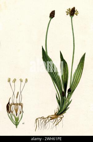 Bandwegerich, Schmalwegerich, Englische Kochbanane, Ribleaf und Lammzunge Plantago lanceolata, (Biologiebuch, 1884), Spitzwegerich Stockfoto