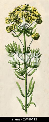 Cypress Spurge Euphorbia cyparissias, (Botanik-Buch, 1879), Zypressen-Wolfsmilch Stockfoto