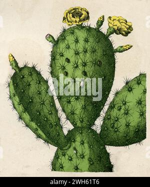 Nopal-Kaktus Opuntia cochenillifera, (Botanik, 1879), Nopal-Kaktus Stockfoto