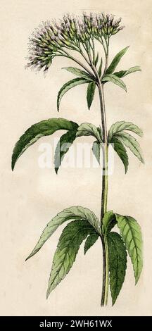 Hanf Agrimony Eupatorium cannabinum, (Botanik Buch, 1879), Gewöhnlicher Wasserdost Stockfoto