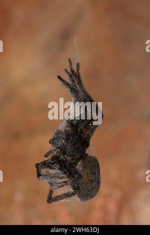 Juvenile Vagrantenspinne, Uliodon sp. Endemit in Neuseeland, eingewickelt in Seide, hängt an einem Faden, wahrscheinlich an einem falschen Katipo, Steatoda capensis, Stockfoto