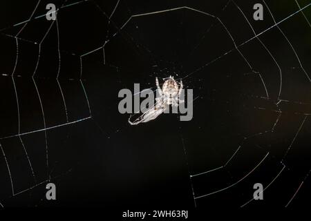 Missing Sector Orbweb Spider, Zygiella x-notata, mit Beute im Netz, eingeführt nach Neuseeland aus Europa, Nelson, Südinsel, Neuseeland Stockfoto