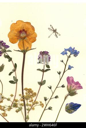Gepresste Sommerblumen und goldene Libelle auf cremefarbenem Hintergrund. Stockfoto