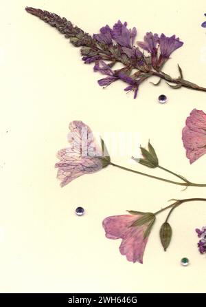 Gepresste Sommerblumen auf cremefarbenem Hintergrund. Stockfoto