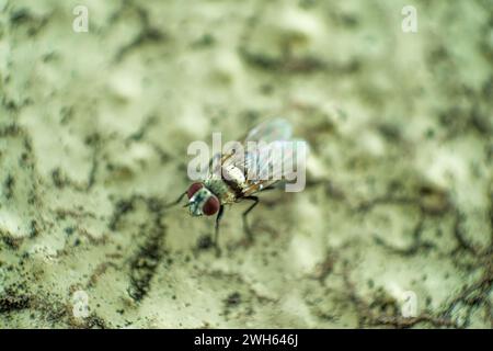 Ein fesselndes Makrofoto, das komplizierte Details einer Fliege an der Wand zeigt und die Texturen und Eigenschaften dieses gewöhnlichen Insekts zeigt. Stockfoto