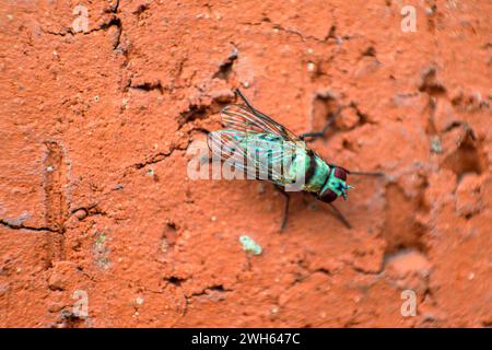 Ein fesselndes Makrofoto, das komplizierte Details einer Fliege an der Wand zeigt und die Texturen und Eigenschaften dieses gewöhnlichen Insekts zeigt. Stockfoto