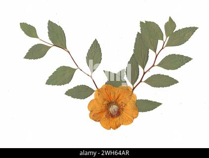 Gepresste Sommerblume und Blätter auf weißem Hintergrund. Stockfoto