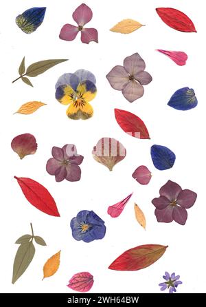 Gepresste Sommerblumen und Blätter auf weißem Hintergrund. Stockfoto