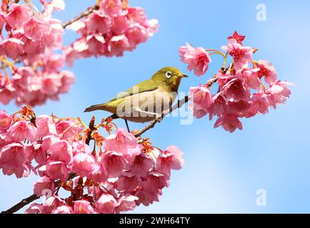 Tokio, Japan. Februar 2024. Am Donnerstag, den 8. Februar 2024, sitzt ein Vogel auf einem Zweig eines früh blühenden Kirschbaums am Ebara-Schrein in Tokio. Die Leute genossen frühblühende Kirschblüten. (Foto: Yoshio Tsunoda/AFLO) Stockfoto