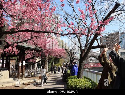 Tokio, Japan. Februar 2024. Am Donnerstag, den 8. Februar 2024, machen die Menschen Fotos von voll blühenden Kirschblüten am Ebara-Schrein in Tokio. (Foto: Yoshio Tsunoda/AFLO) Stockfoto