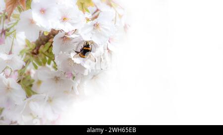 Hummel auf Kirschblüte. Weiche Frühlingsblumen auf weißem Hintergrund, mit Platz für Text. Stockfoto