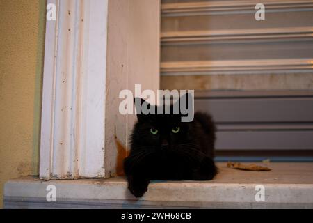 Eine charmante streunende Katze durchstreift die Straßen Istanbuls und verkörpert urbane Unabhängigkeit und Charme des Straßenlebens mit entzückender Neugier. Stockfoto