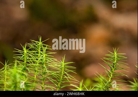 Wacholder Haircap, Haircap Moos, wächst am Ufer eines Flusses auf Felsen. Waldboden. Stockfoto