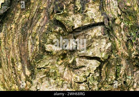 Nahaufnahme eines Knotens in der Stammrinde eines Olivenbaums. Grünes Moos wächst in den Rissen Stockfoto