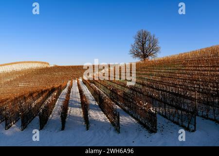 Landschaft mit schneebedeckten Weinbergen im Piemont Langa an einem klaren Tag Stockfoto