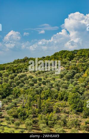 Olivenwald in der Region, Stadt Seggiano, Provinz Grosseto, Region Toskana, Italien, Europa, EU Stockfoto