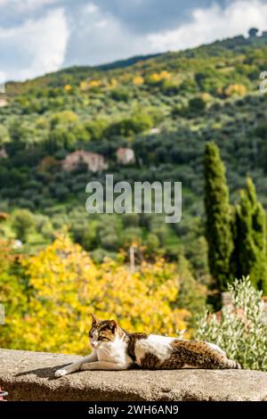 Weibliche Katze, die auf einer Steinmauer ruht, verschwommener Berggrund, Stadt Seggiano, Provinz Grosseto, toskanische Region, Italien, Europa, EU Stockfoto