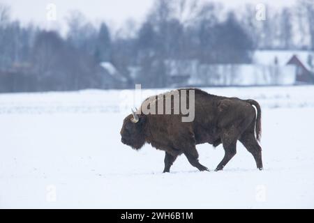 Säugetiere wilde Natur Europäische Bisons Bison bonasus Wisent Herde auf dem winterlichen schneebedeckten Feld im Nordosten Polens, Europa Knyszynska Forest Stockfoto