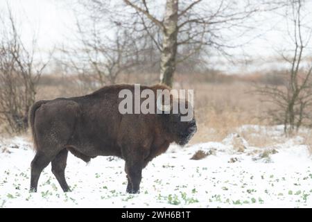 Säugetiere wilde Natur Europäische Bisons Bison bonasus Wisent Herde auf dem winterlichen schneebedeckten Feld im Nordosten Polens, Europa Knyszynska Forest Stockfoto